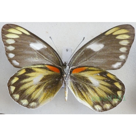 Delias zebuda Hewitson, 1862 female reverse Indonesia, Sulawesi9